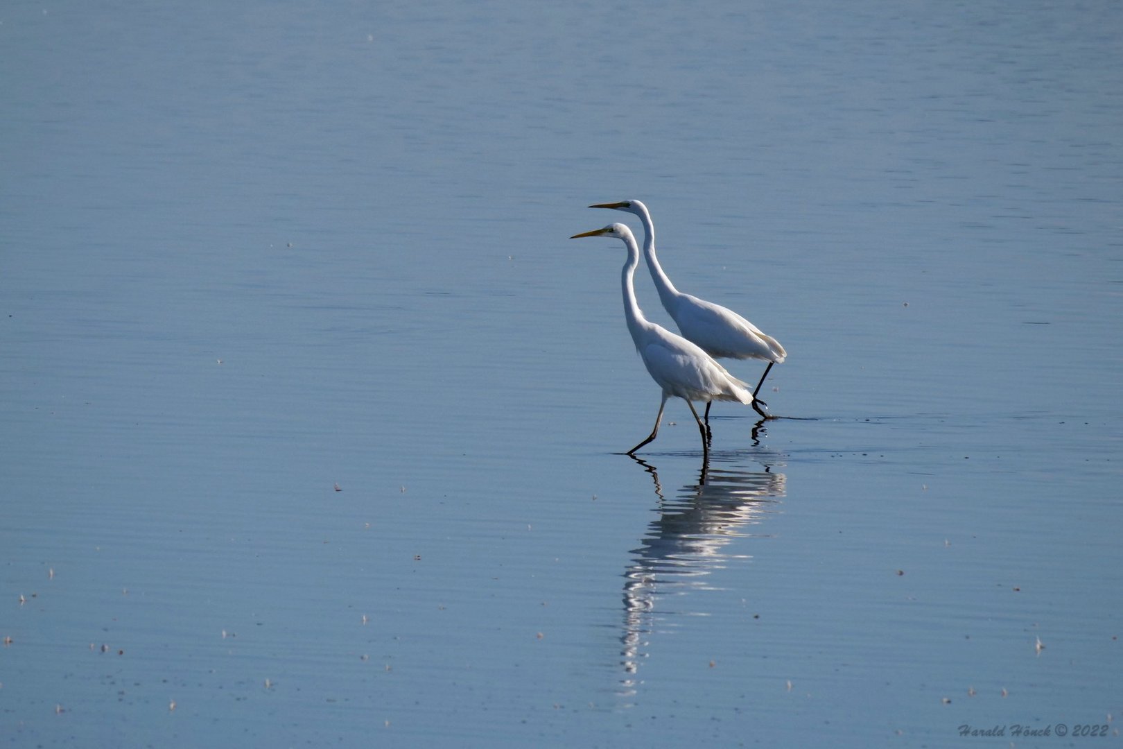 Reiher-Spaziergang..