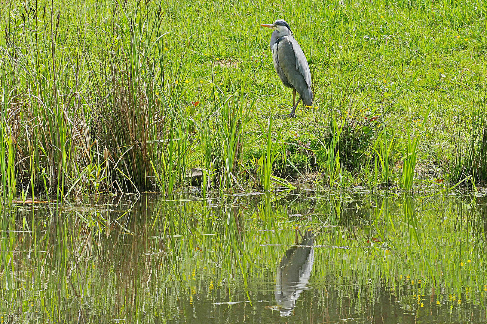 Reiher spiegelt sich im Weiher