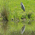 Reiher spiegelt sich im Weiher