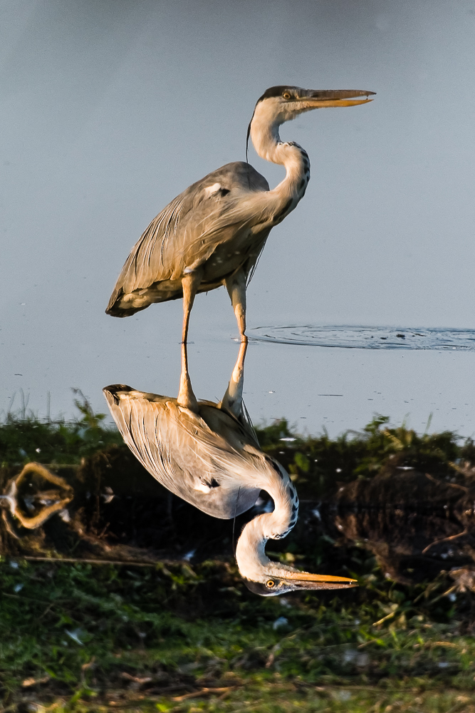 Reiher Spiegelung 2