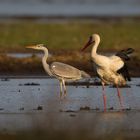 Reiher Storch2