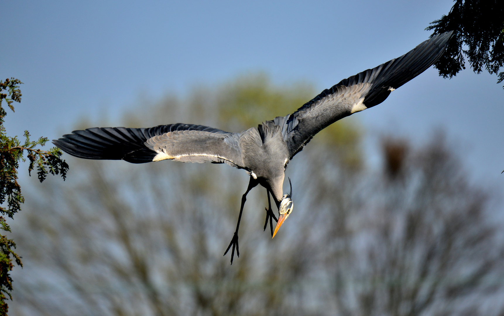 Reiher-Sturtzflug