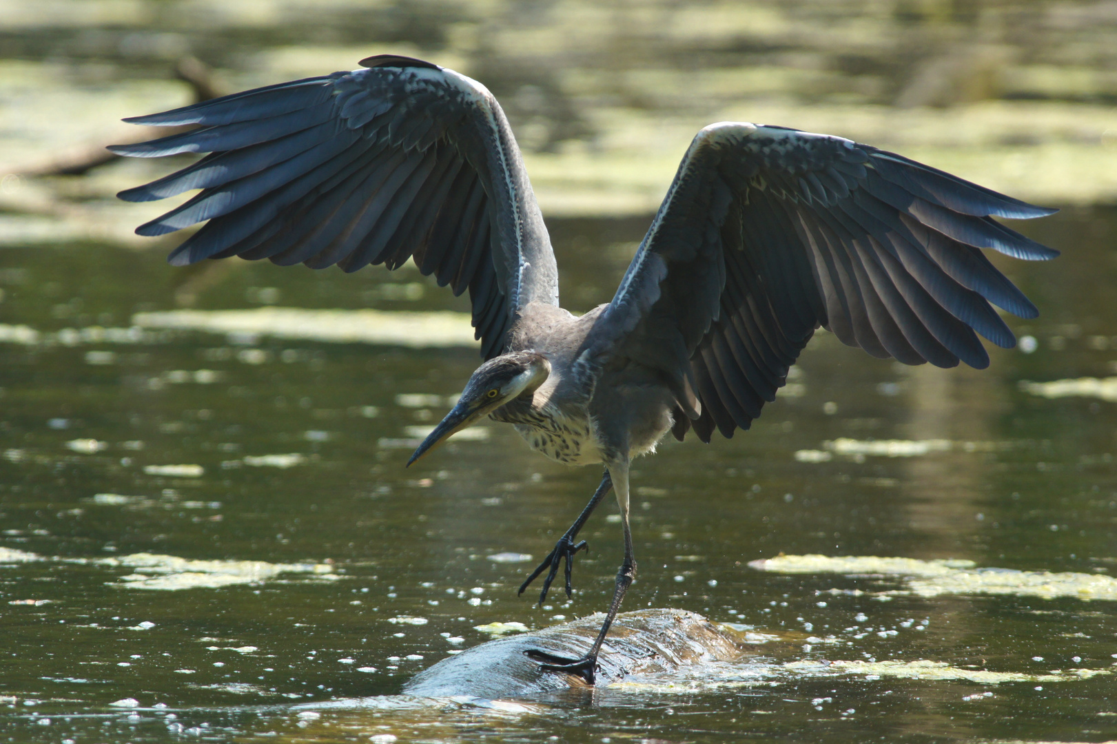 Reiher sucht Balance