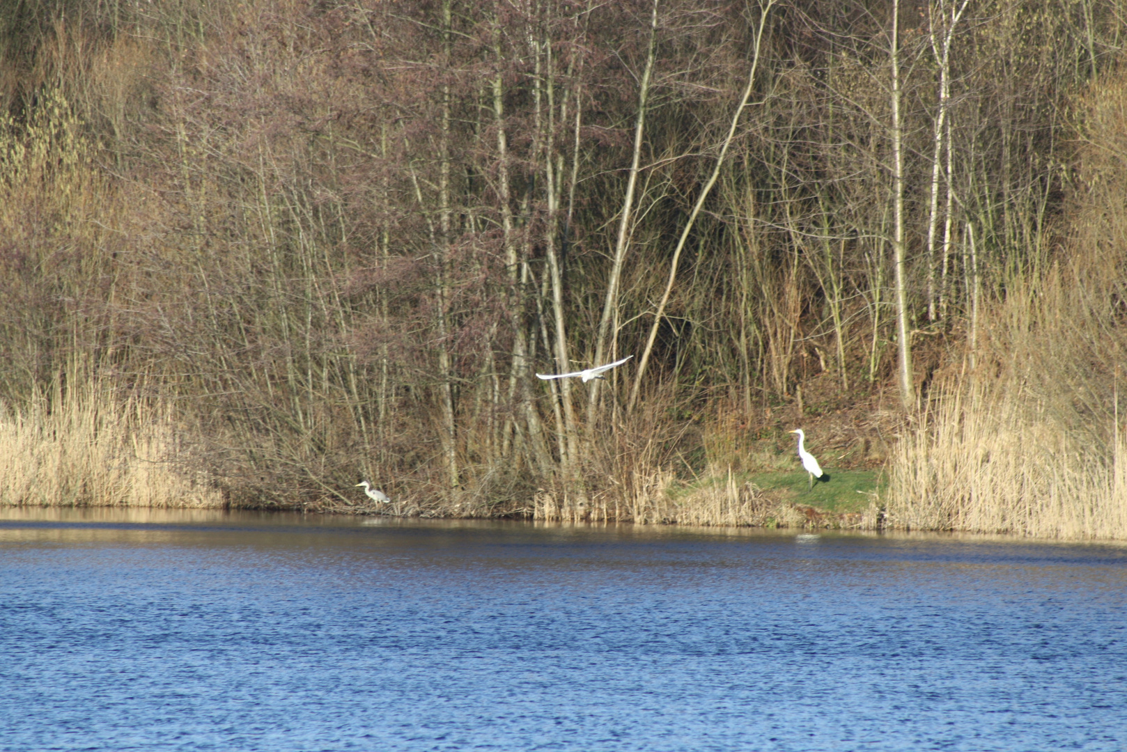 Reiher Treff am See