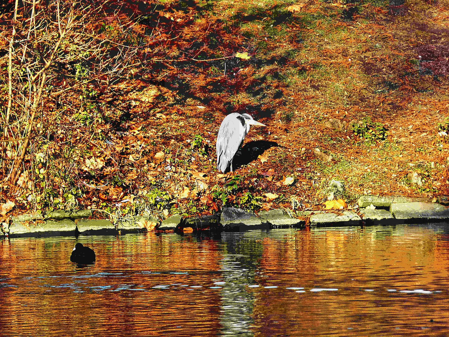 Reiher und Blässhuhn