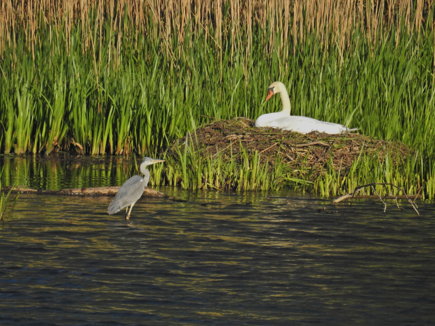 Reiher und brütender Schwan