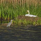 Reiher und brütender Schwan