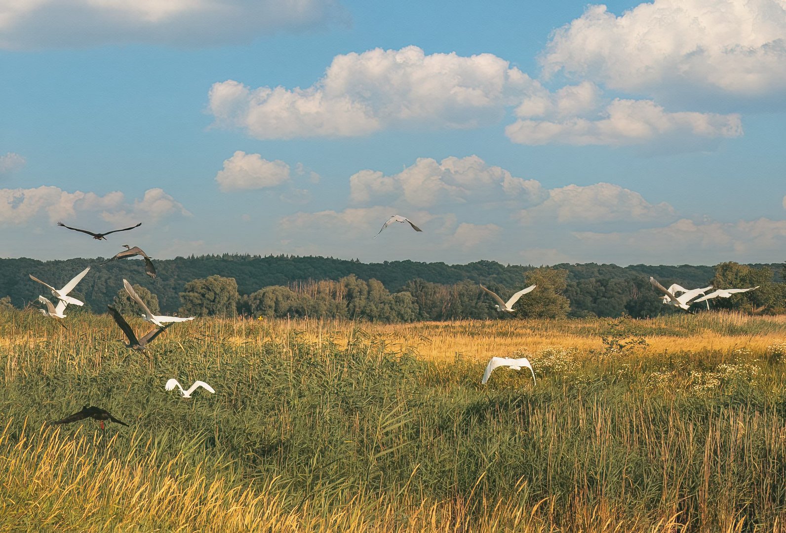 Reiher und ein Schwarzstorch