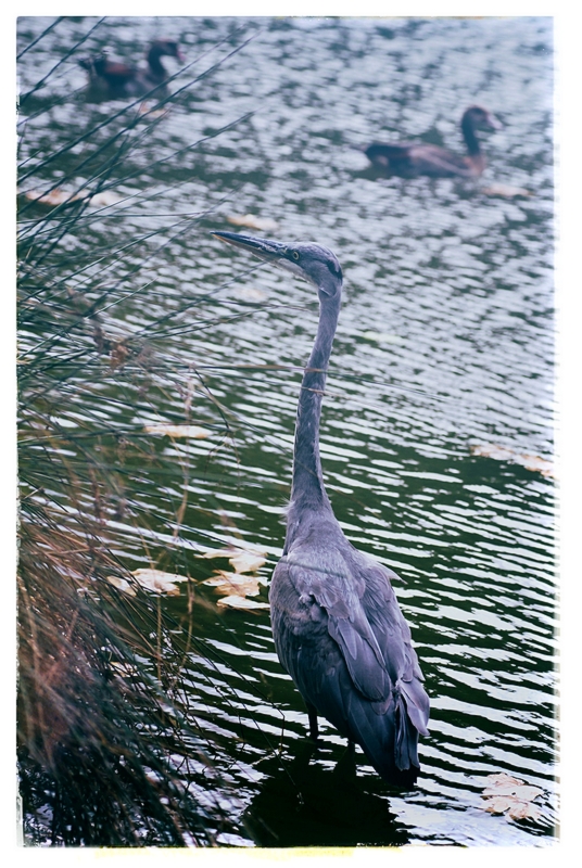 Reiher und Enten