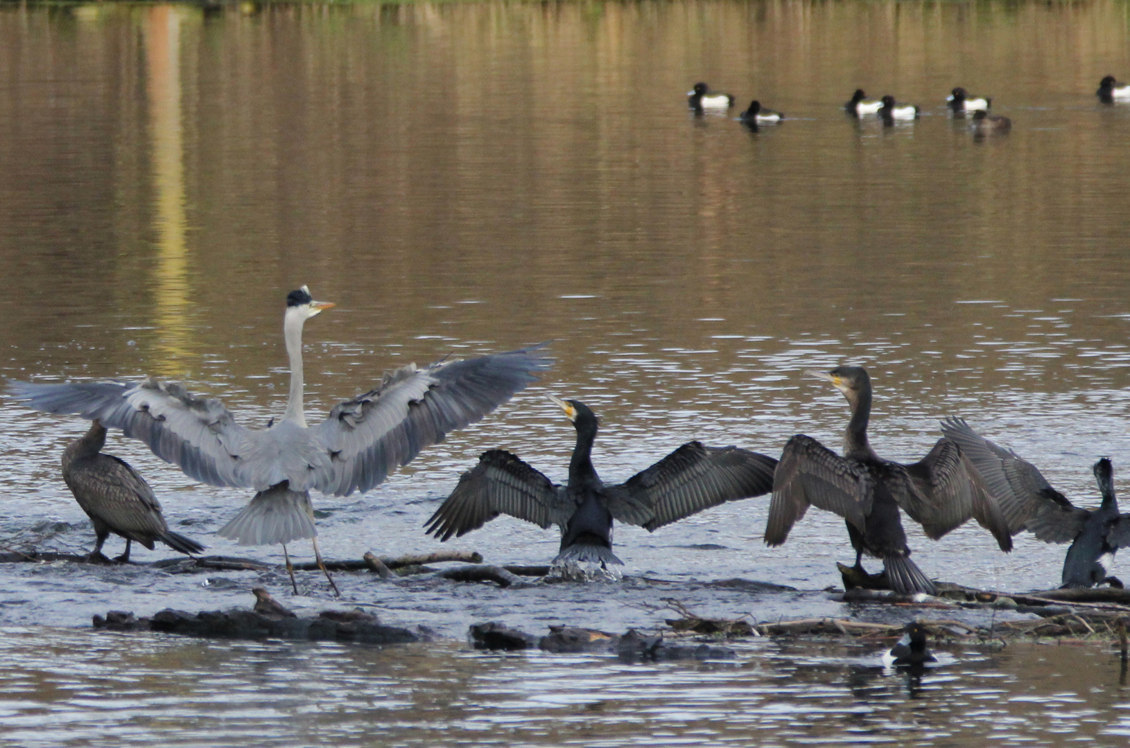 Reiher und Kormorane