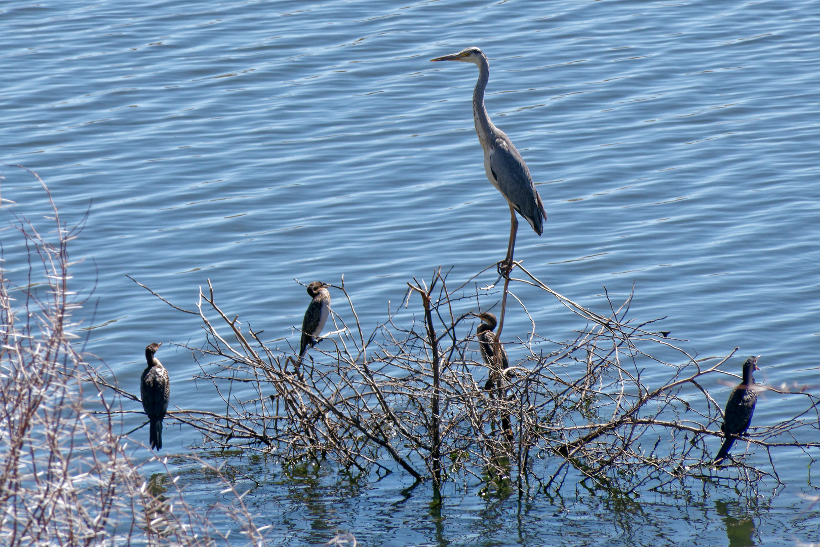 Reiher und Kormorane