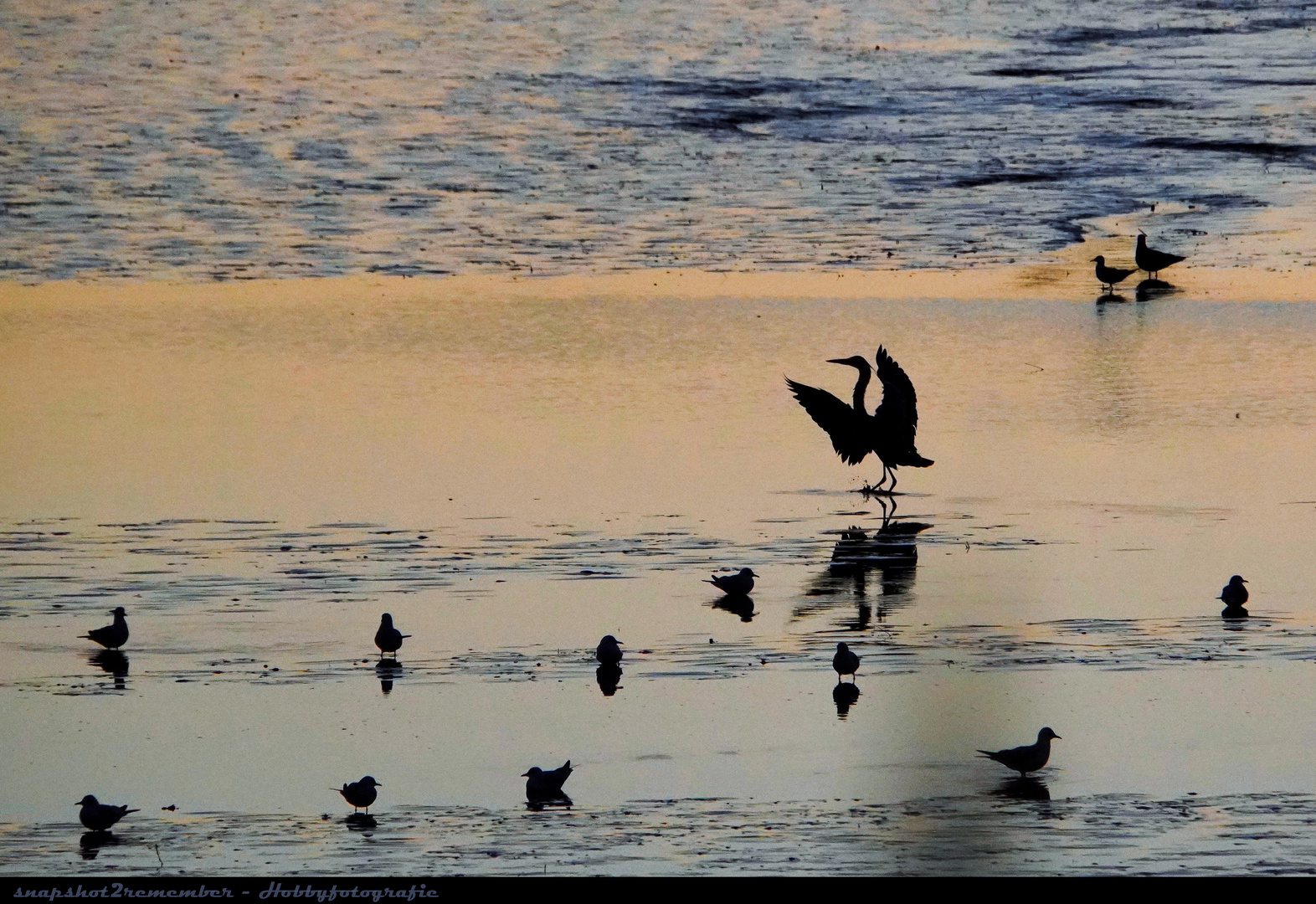 Reiher und Möwen bei Ebbe im Abendlicht der Elbe