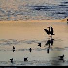 Reiher und Möwen bei Ebbe im Abendlicht der Elbe