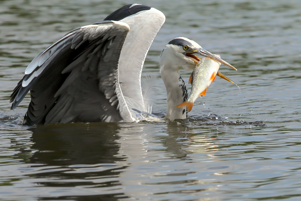 Reiher und Rotauge