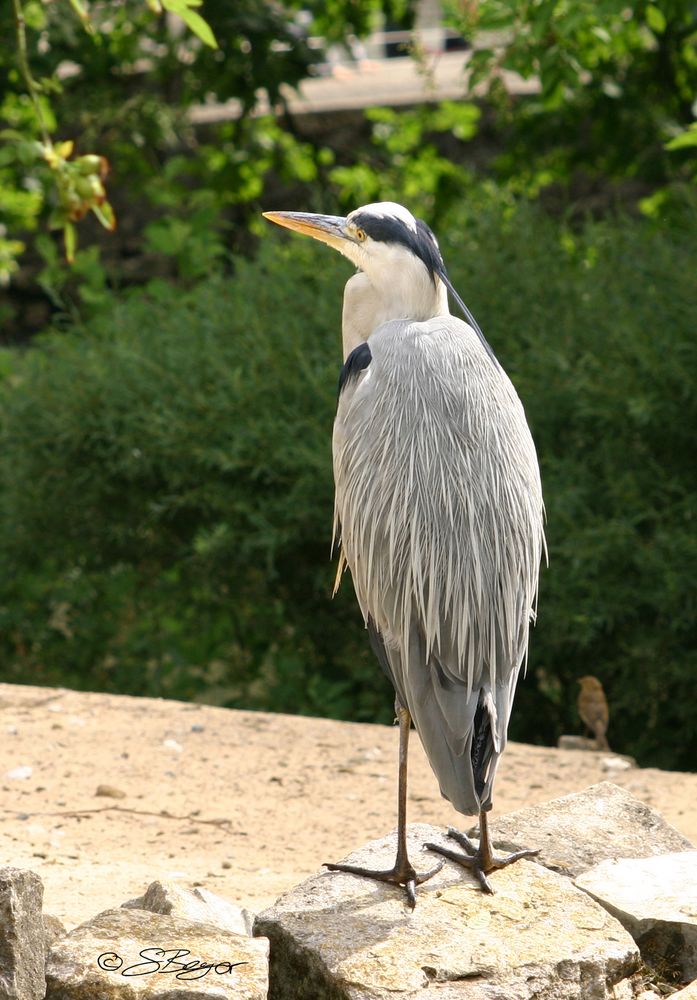 Reiher und Spatz