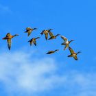 Reiher- und Stockenten Flug am Morgen