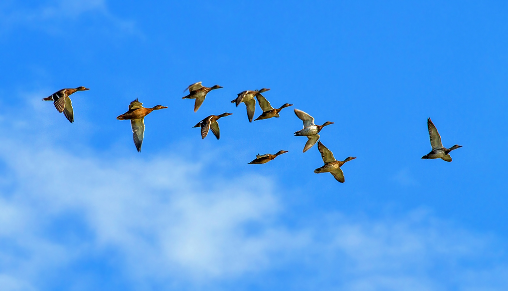 Reiher- und Stockenten Flug am Morgen