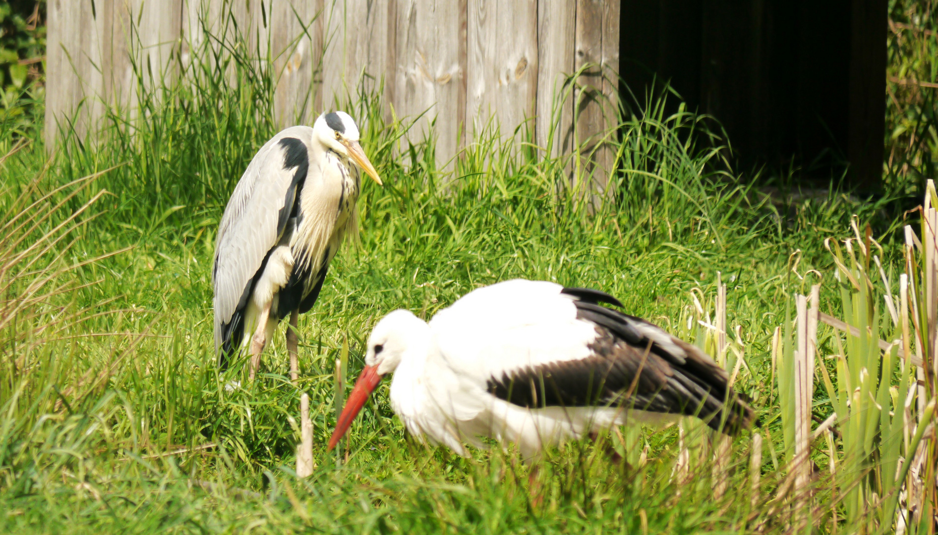 Reiher und Storch