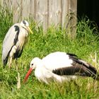 Reiher und Storch