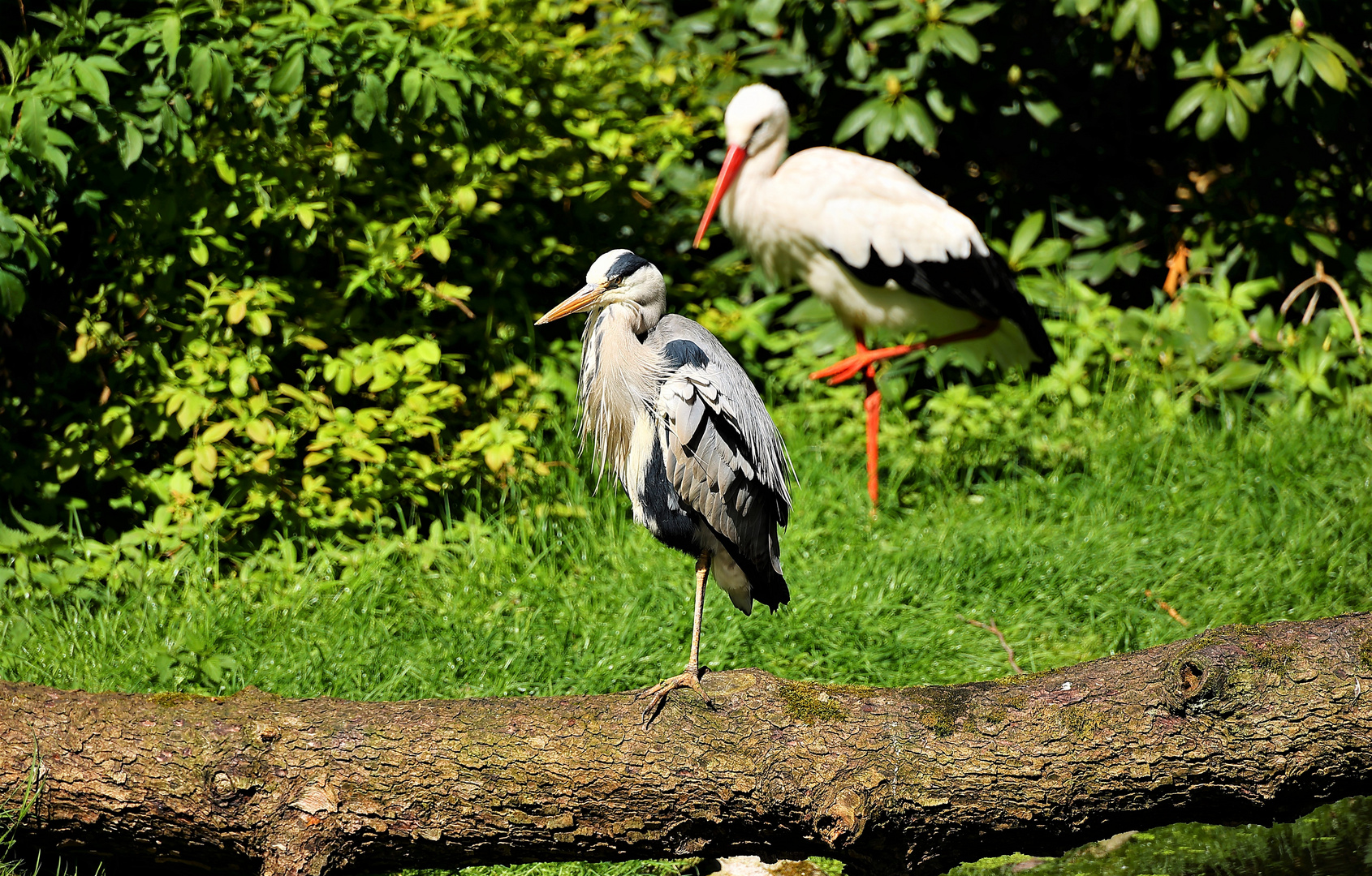 Reiher und Storch