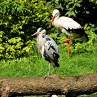 Reiher und Storch