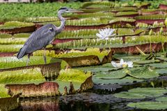 Reiher und Wasserrosen Wilhelma 7