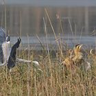 Reiher verjagt Rohrdommel