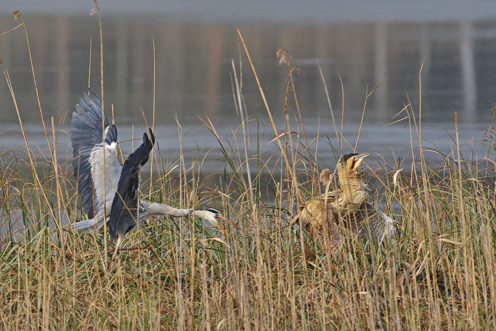 Reiher verjagt Rohrdommel