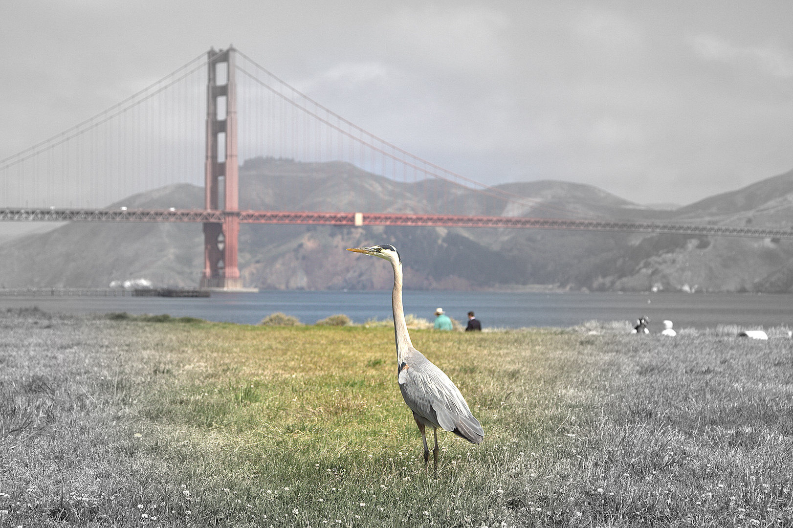 Reiher vor der Golden Gate Bridge