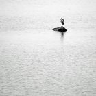 Reiher vor Langenwerder bei Poel