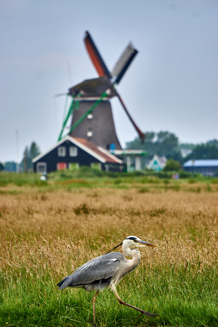 Reiher vor Windmühle