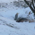 Reiher wartet auf den ersten Fisch