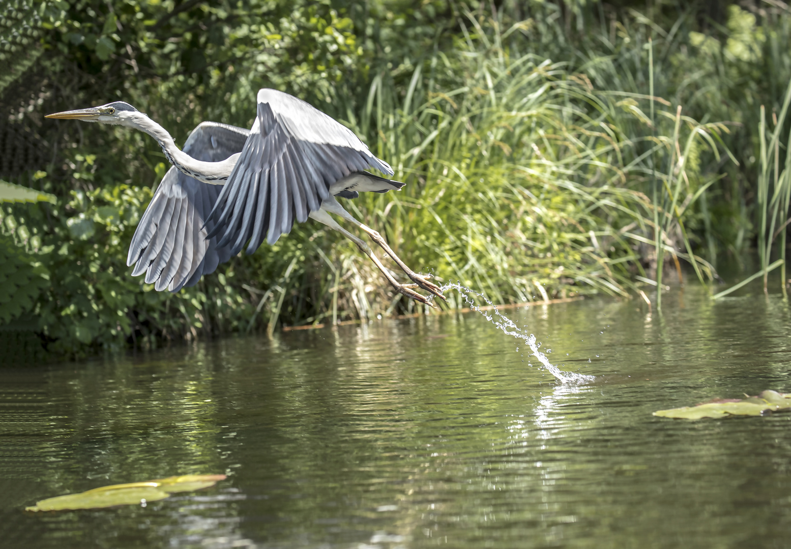 Reiher Wasserstart