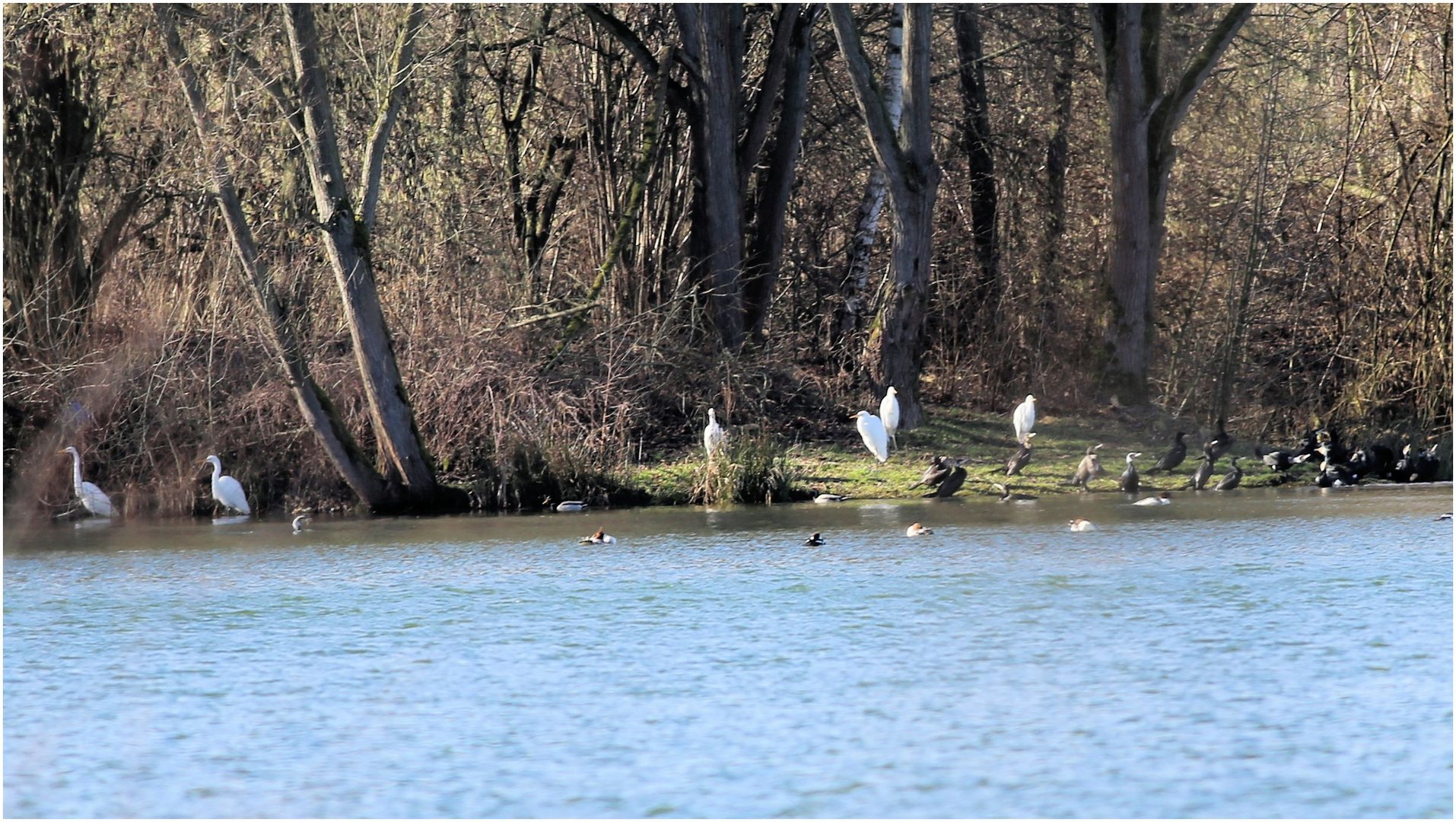 Reiher Weiher?