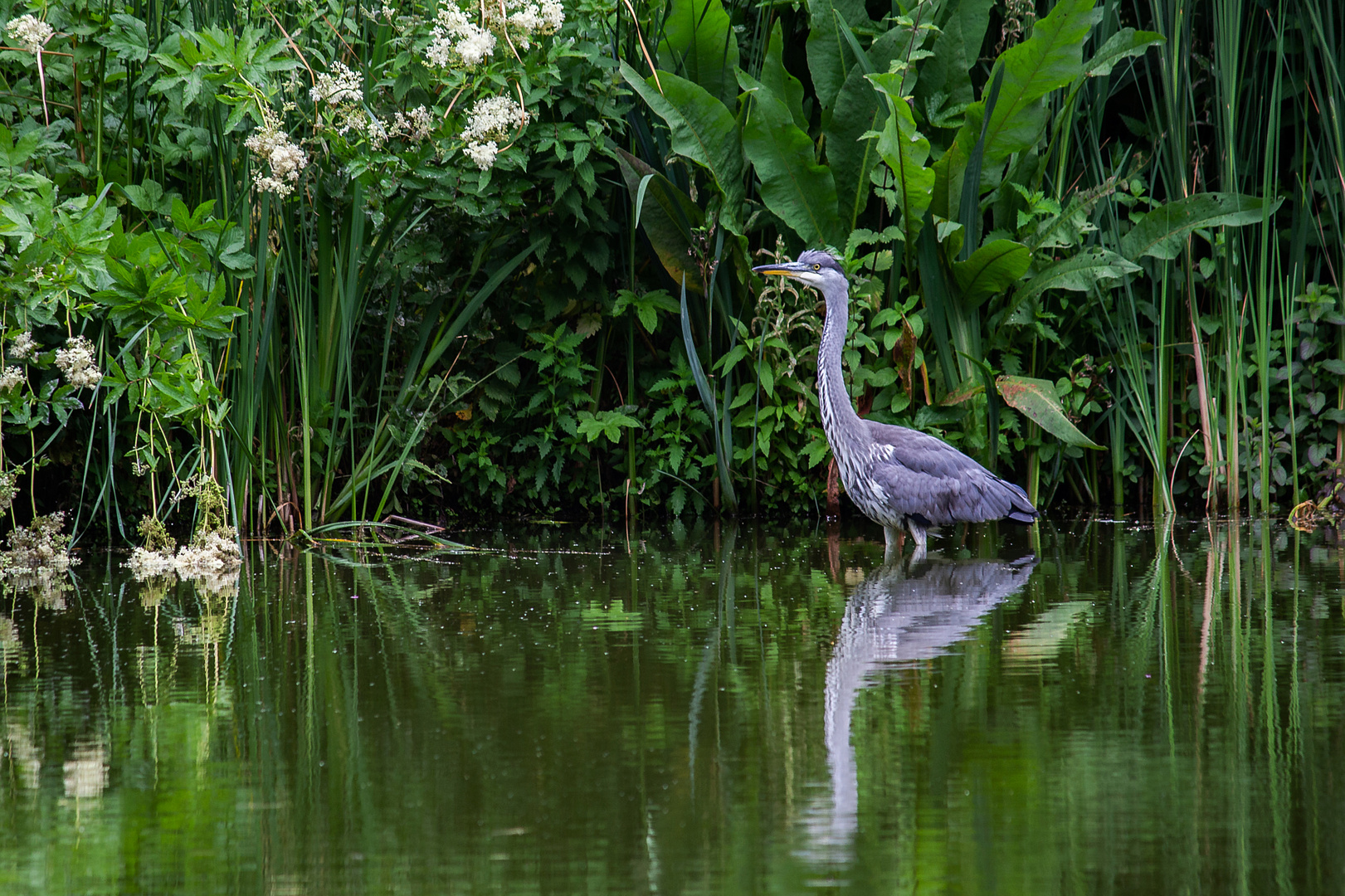 Reiher-Westfalenpark-Do