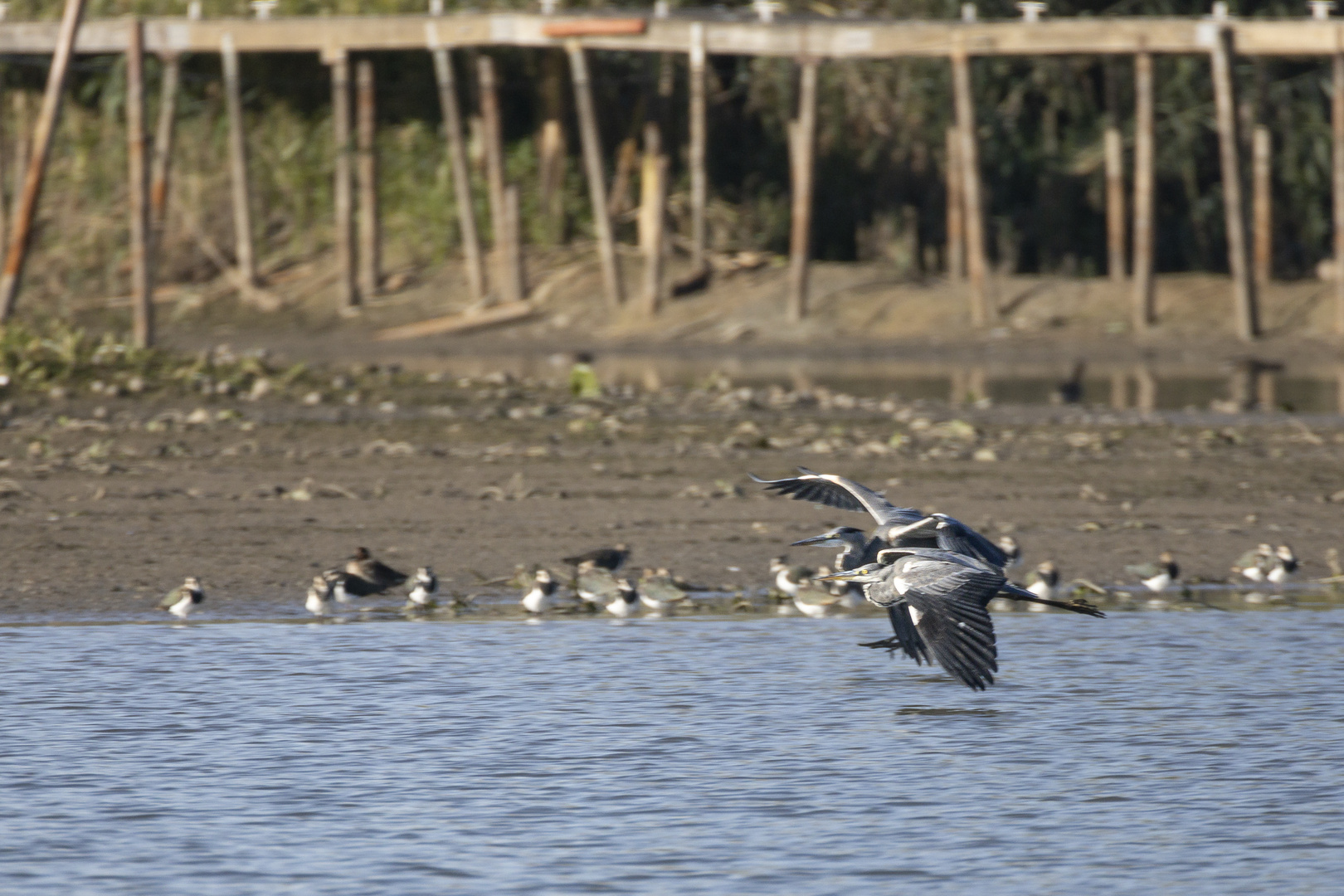 Reiher Wettfliegen-0028