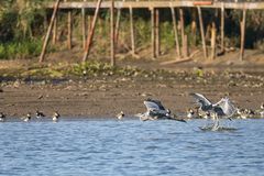 Reiher-Wettfliegen-0029