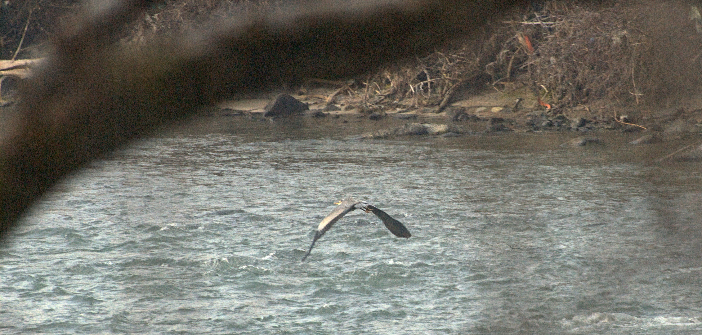 Reiher, wohl auf Futtersuche