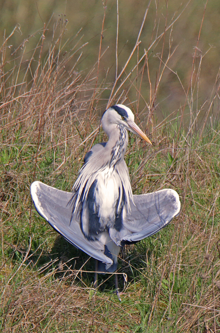 Reiher - Yoga