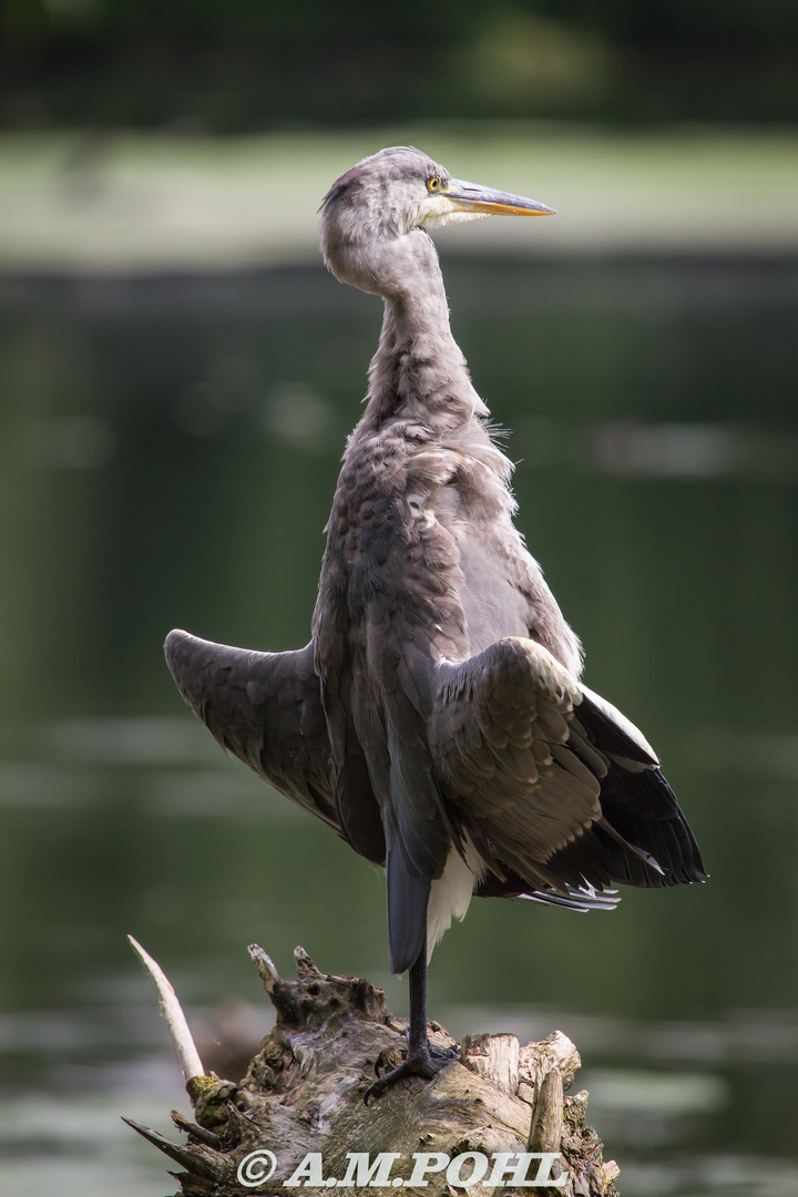 Reiher - Yoga ;-)