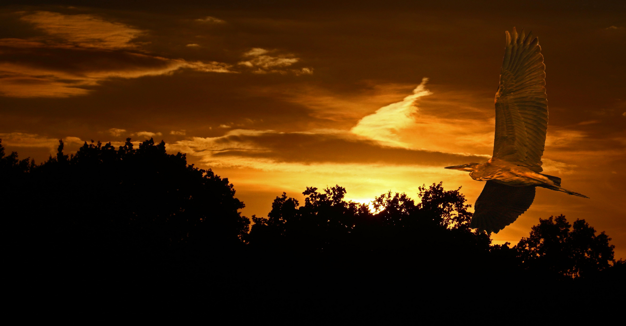 "Reiher zum Abend(b)rot"