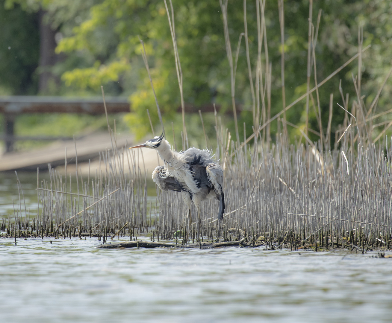 reiher1 brandenburg