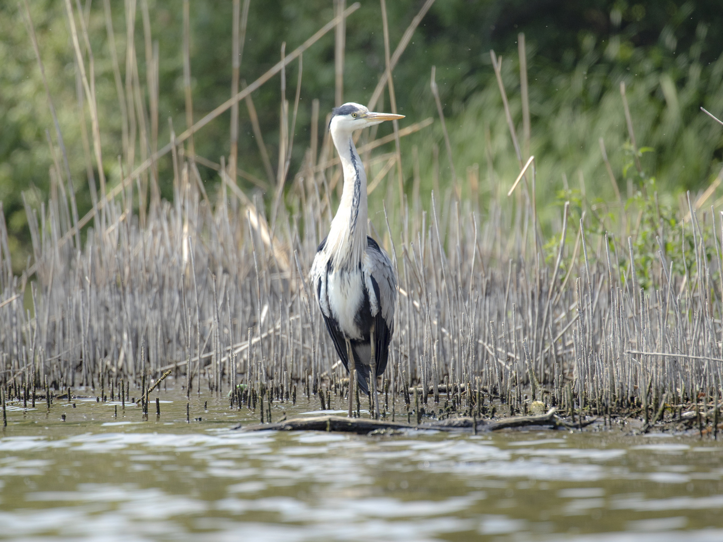 reiher2 brandenburg