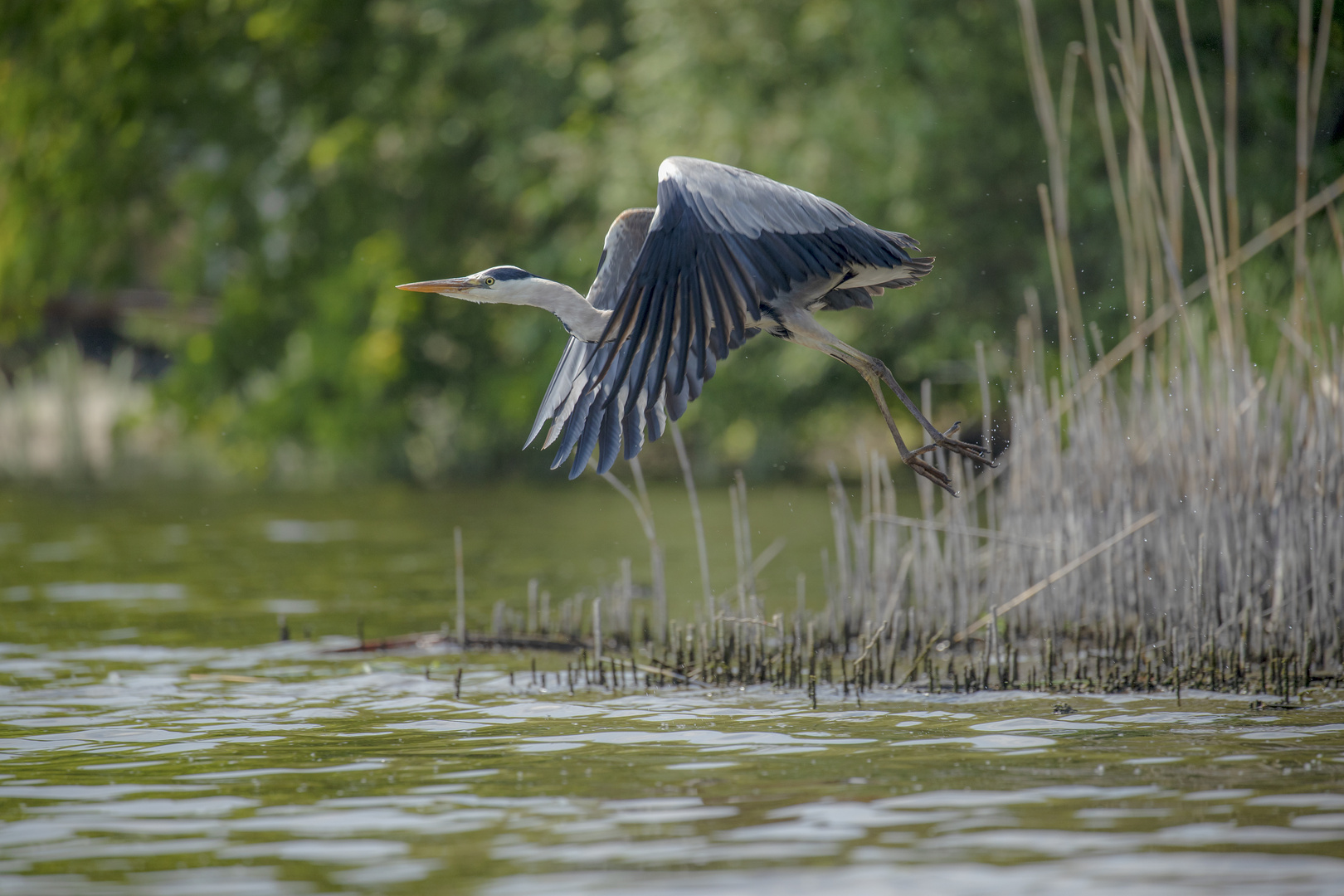 reiher6 brandenburg