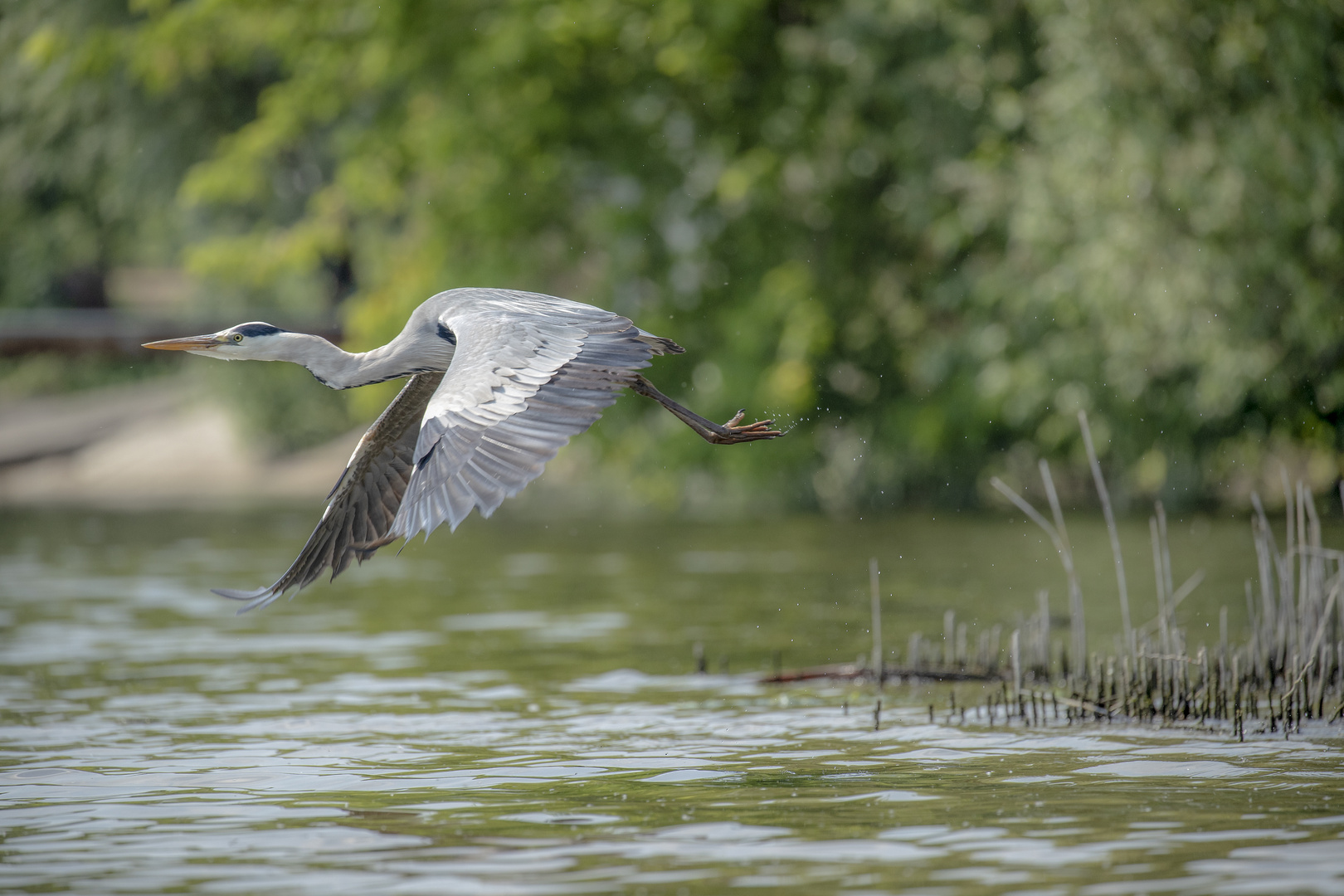 reiher7 brandenburg