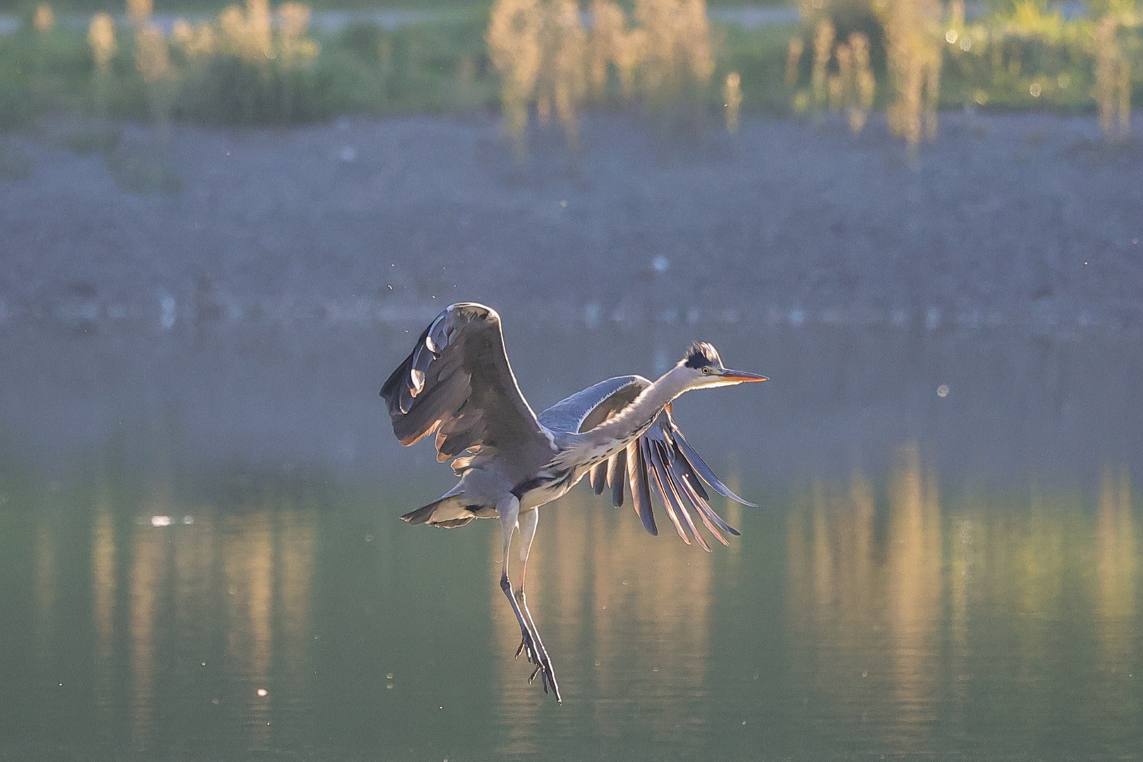 Reiherabflug in Herbstsonne