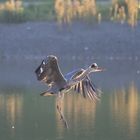 Reiherabflug in Herbstsonne