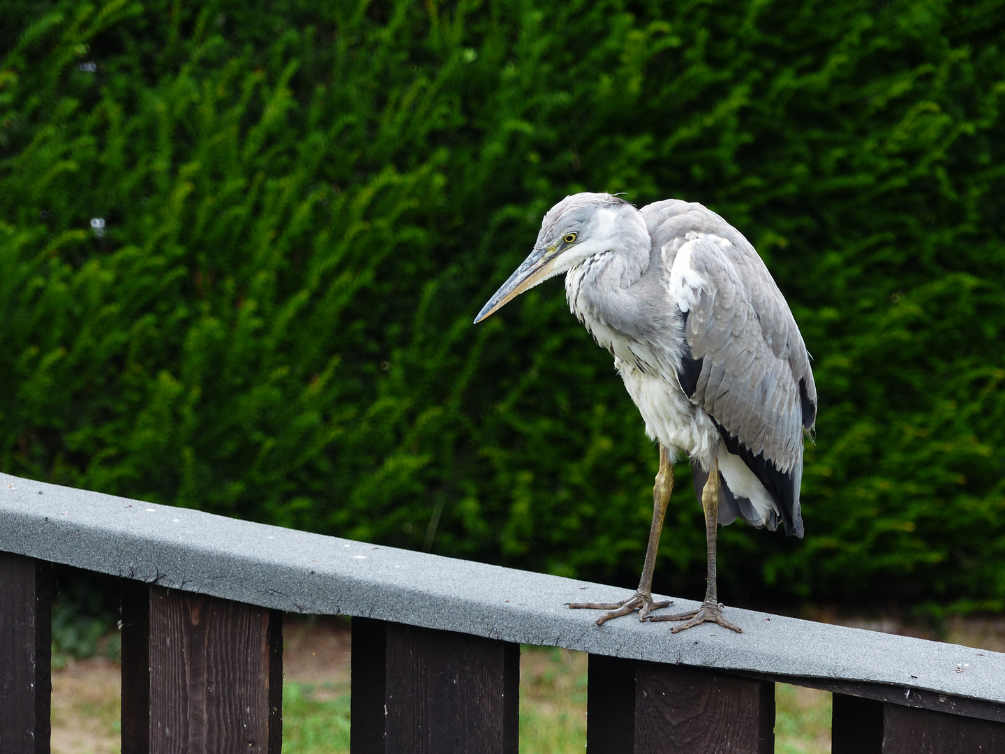 Reiherbesuch