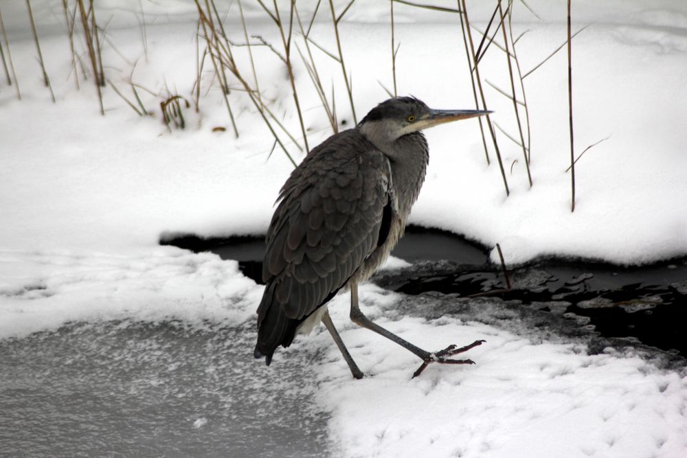 Reiherbesuch am Gartenteich