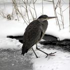 Reiherbesuch am Gartenteich